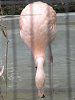 �`���[�t���~���S(Chile Flamingo)