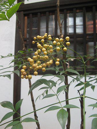 �L�i���e��(����V)