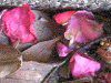 サザンカ（山茶花）落花