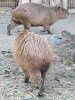 �J�s�o���iCapybara�j