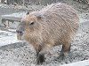 �J�s�o���iCapybara�j