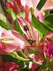 �A���X�g�������A�iAlstroemeria�j