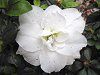 �A�U���A(Azalea)
