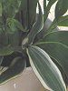 �h���Z�i�E���[�l�b�L�[(Dracaena warneckii)