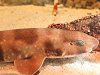 �g���U���i�ՎL�j