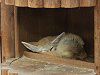 �t�F�l�b�N�iFennec�j