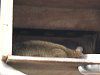 �L���J�W���[�iKinkajou�j