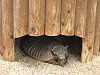 ���c�I�r�A���}�W���i�Z��Armadillo�j