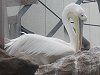 �����C���y���J���i���FPelican�j