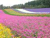 ���V�g���i�f�V�R���S�̔�
