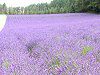 ���x���_�[�����ނ炳���̔�