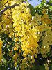 Goldenshower