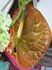 �A���X���E��(Anthurium)