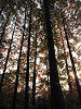 ���^�Z�R�C�A(Metasequoia)