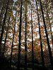 ���^�Z�R�C�A(Metasequoia)