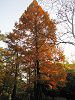 ���^�Z�R�C�A(Metasequoia)