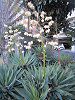 ���b�J(Yucca)