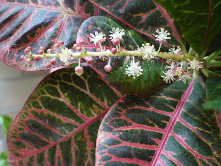 クロトンの花言葉は嬌艶 8月日の花と 花言葉 フリージア クロトン サボテン 朝鮮薊 アーティチョーク Naver まとめ