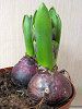 �q���V���X(Hyacinth)