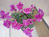 �V�N������(Cyclamen)