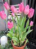 �`���[���b�v(Tulip)