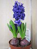 �q���V���X(Hyacinth)