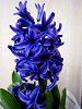 �q���V���X(Hyacinth)