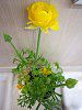 �A�l���l(Anemone)
