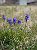 ���X�J��(Muscari)