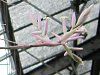 �`�����W�A(Tillandsia)