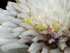 �g�[�`�W���W���[(Torch ginger)