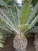 �G���Z�t�@���[�^�X�E�g�����X�x�m�[�T�X(Encephalartos Transvenosus)