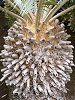 �G���Z�t�@���[�^�X�E�g�����X�x�m�[�T�X(Encephalartos Transvenosus)