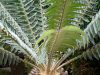 �G���Z�t�@���[�^�X�E�g�����X�x�m�[�T�X(Encephalartos Transvenosus)