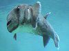 �s���j�A(Piranha)