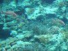 �s�����N�[(Pirarucu)