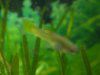 �O�b�s�[(guppy) 