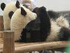 �W���C�A���g�p���_�iGiant Panda�j