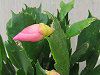 �f���}�[�N�J�N�^�X�E�}�h���K