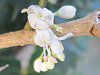 �q�C���M