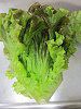 ���^�X(Lettuce)-�T�j�[���^�X