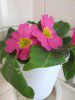 �v�������E�|���A���T(Primula polyantha)