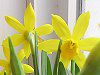 �~�j����e�[�^�e�[�g�iTete a tete�j