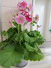 �v�������E�I�u�R�j�J(Primula)