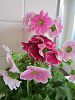�v�������E�I�u�R�j�J(Primula)