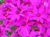 �T�C�l���A�E�Z�l�b�e�B(Cineraria)