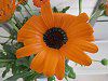 �K�U�j�A(Gazania)