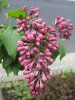 ���C���b�N(Lilac)