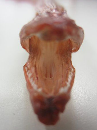 Aka Yagara Fish
