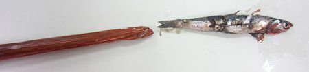 Aka Yagara Fish